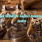 5 best wildlife safari destinations