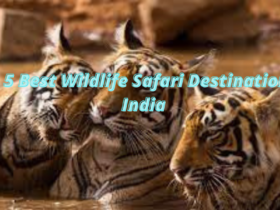 5 best wildlife safari destinations