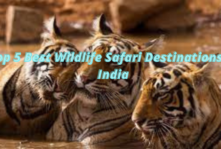 5 best wildlife safari destinations