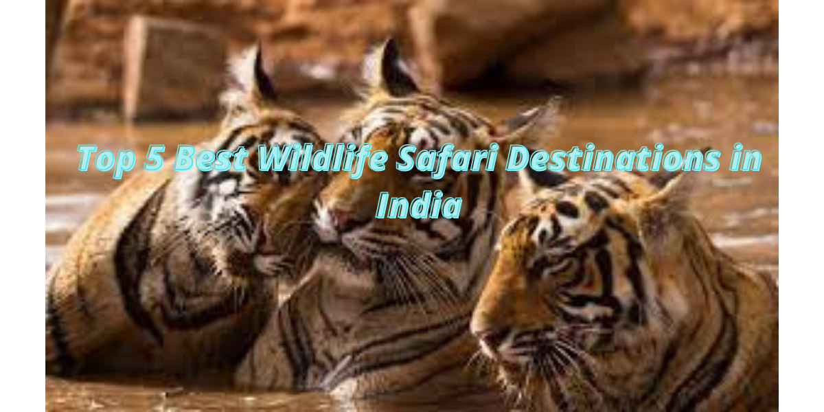 5 best wildlife safari destinations